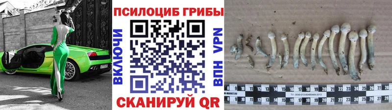 Псилоцибиновые грибы GOLDEN TEACHER  закладки  Сковородино 